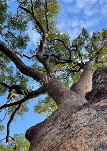 古树情缘微视频传播