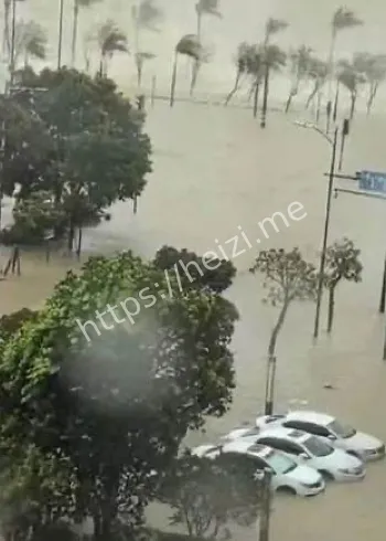 桦加沙风王个头大极端性强